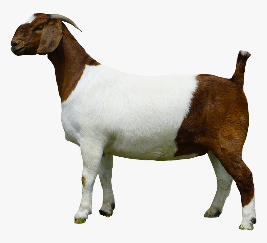 goat png images