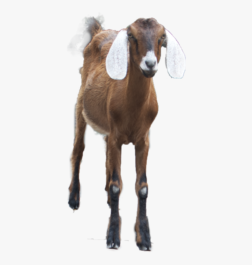 Goat Png - Khwab Mein Qurbani Hote Dekhna, Transparent Png, Free Download