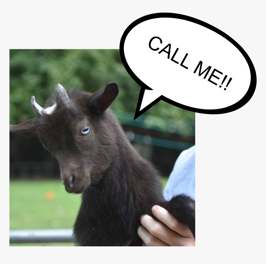 Contact Us - Goat - Goat, HD Png Download, Free Download