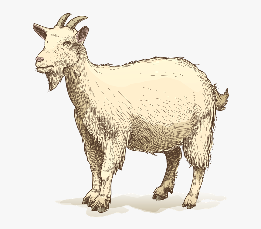 Goat Drawing Clip Art - Kid Goat Drawing, HD Png Download, Free Download