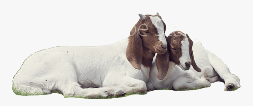 Goat , Png Download - Transparent Background Goat Png, Png Download, Free Download