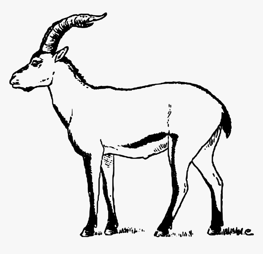 Goat Pictures At Getdrawings - Portuguese Ibex, HD Png Download, Free Download