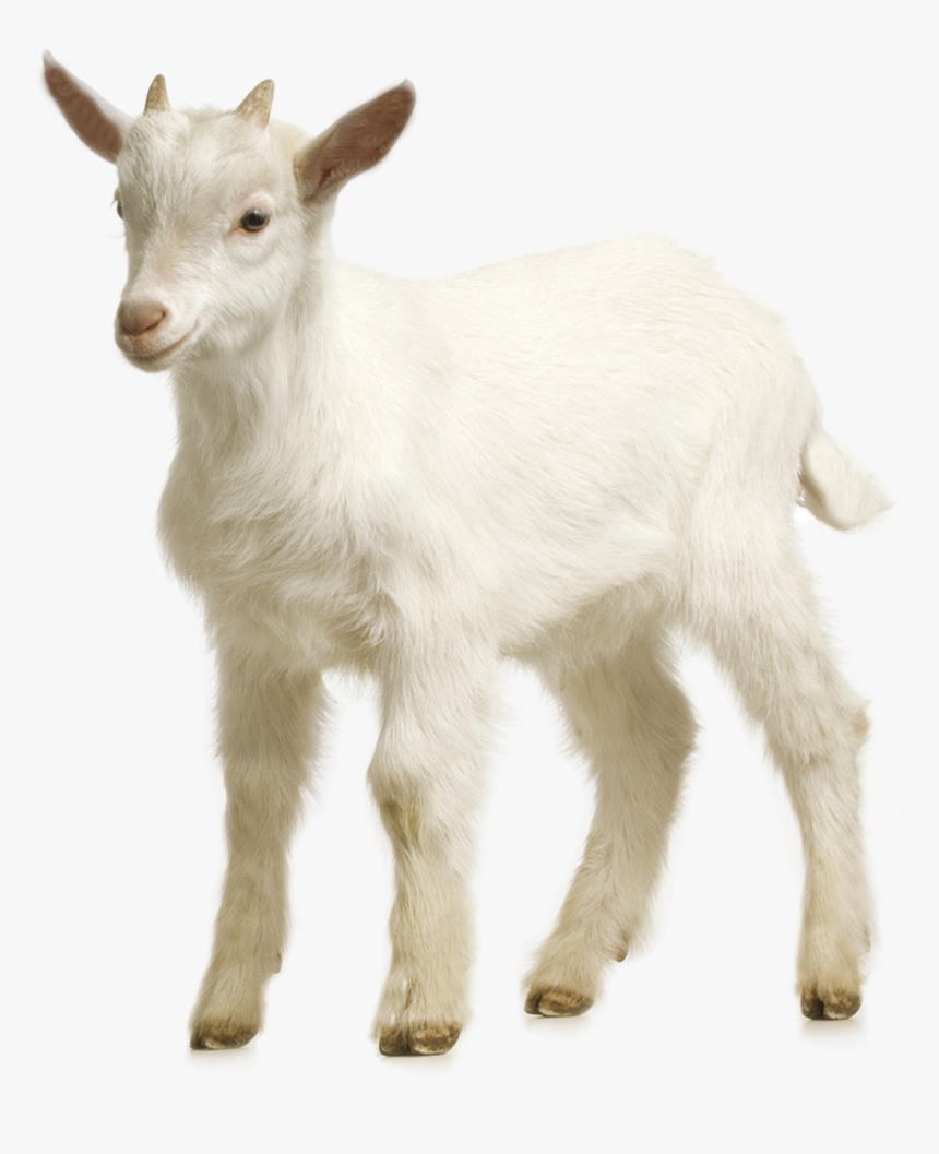 Goat Sheep Download - Goat Transparent, HD Png Download, Free Download