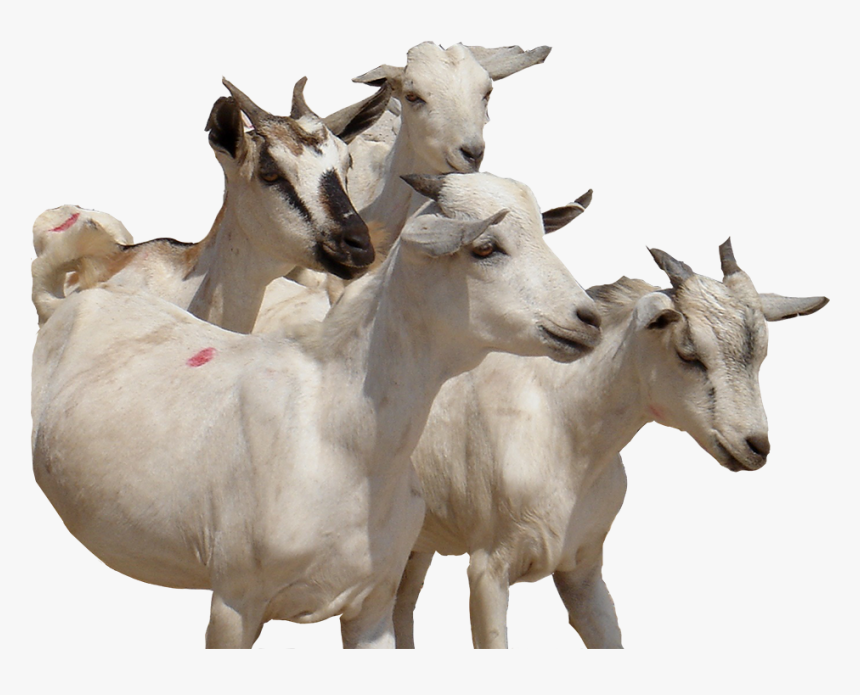 300 Swiss Francs E - Goat, HD Png Download, Free Download