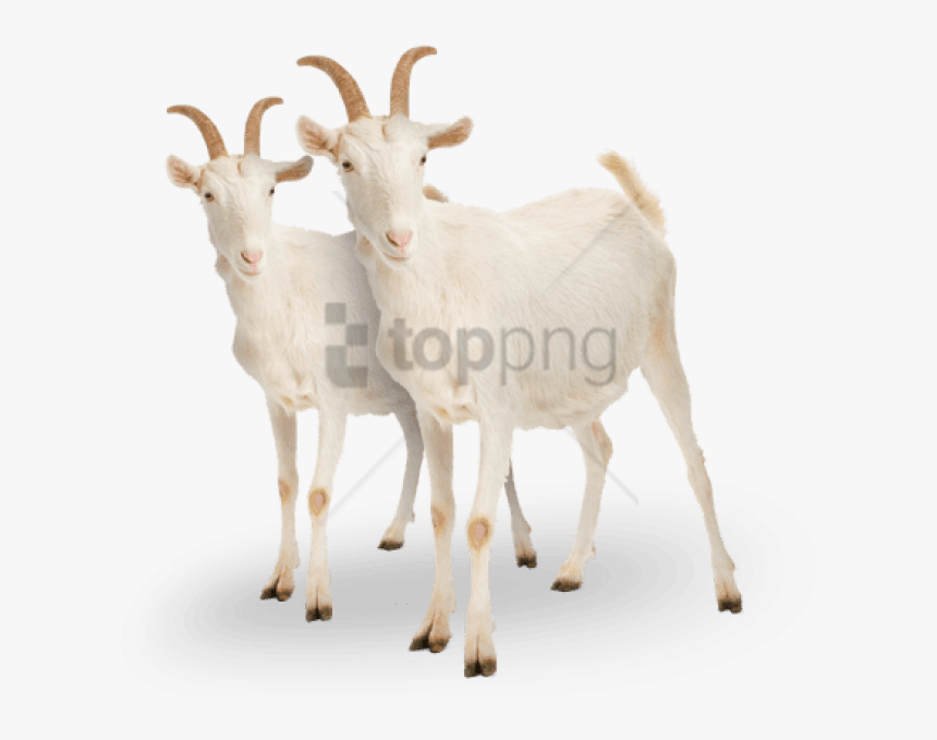 Free Png Goat Png Png Image With Transparent Background - White Goat, Png Download, Free Download