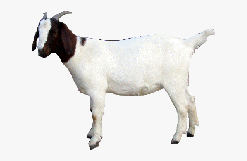 Goat Png Transparent Images - Got Animal Pic Png, Png Download, Free Download