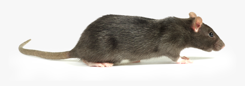 Marsh Rice Rat, HD Png Download, Free Download