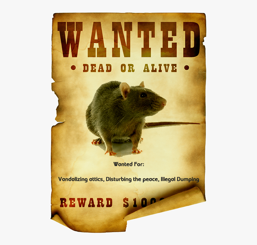 Rats Wanted Poster - Rat Wanted Poster, HD Png Download, Free Download