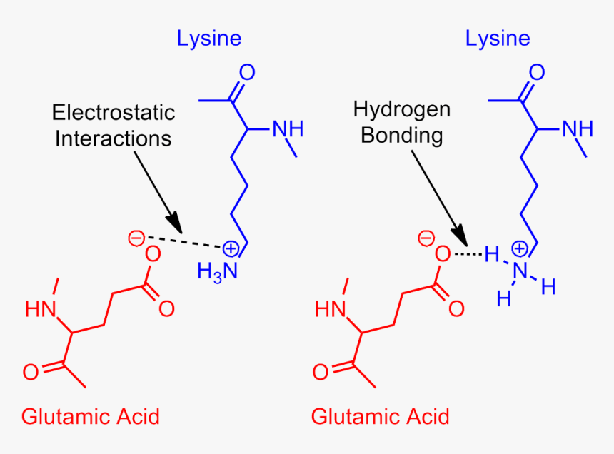 Revisited Glutamic Acid Lysine Salt Bridge - Salt Bridge Protein, HD Png Download, Free Download