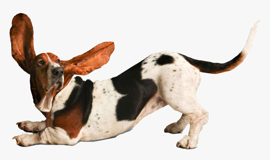 Transparent Dogs Png - Funny Dog Png, Png Download, Free Download