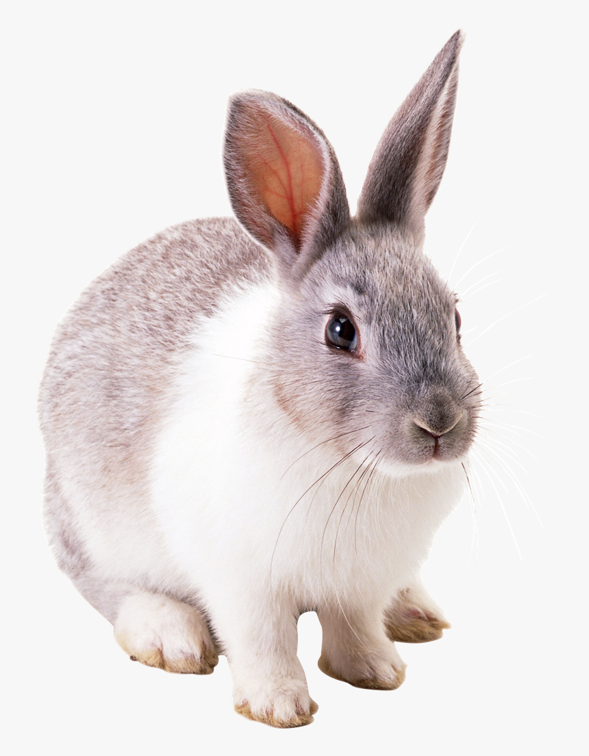 Baby Easter Bunny Png Photo - Rabbit Png, Transparent Png, Free Download