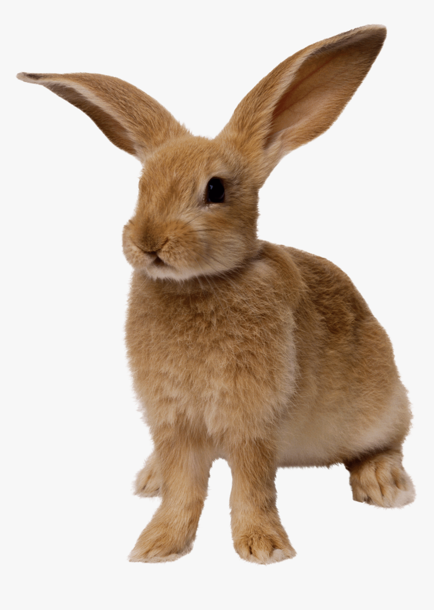 Easter Bunny Png Free Download - Rabbit Png, Transparent Png, Free Download