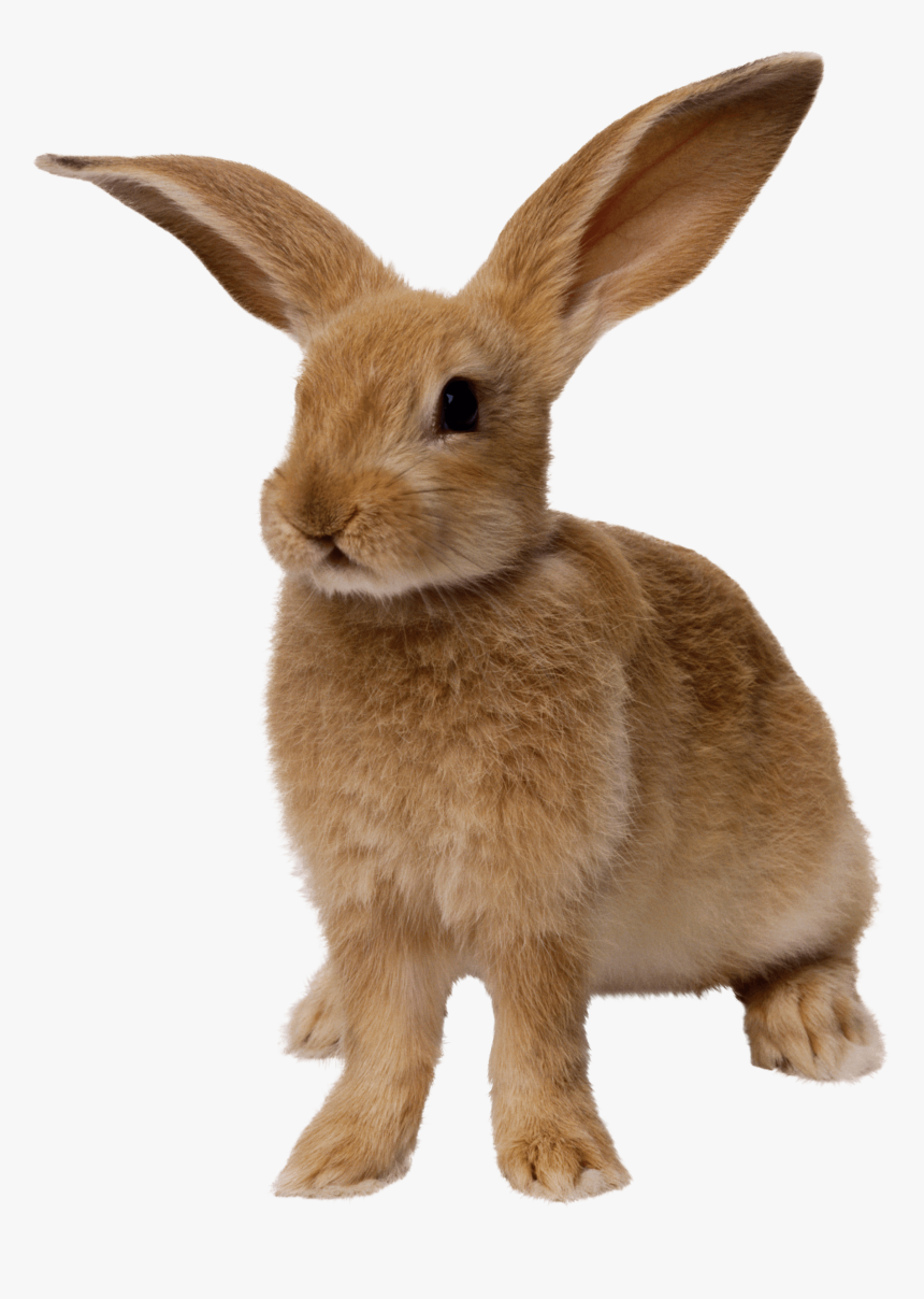 Easter Rabbit PNG Transparent Images Free Download