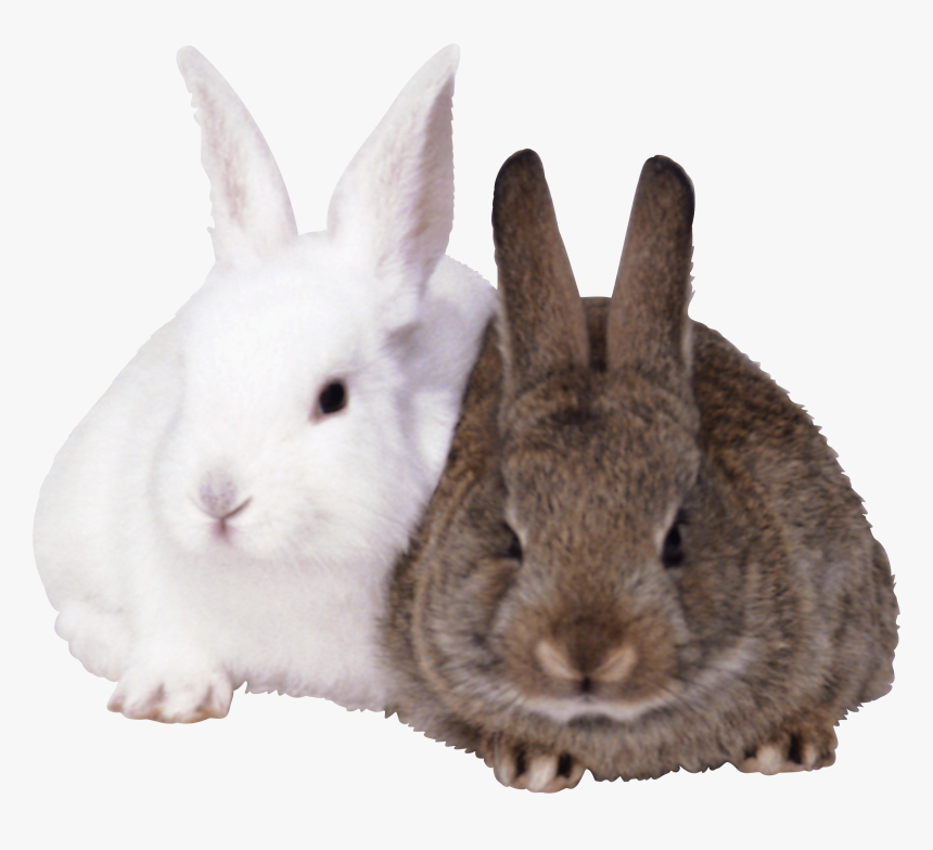 Transparent Background Rabbits Png, Png Download, Free Download