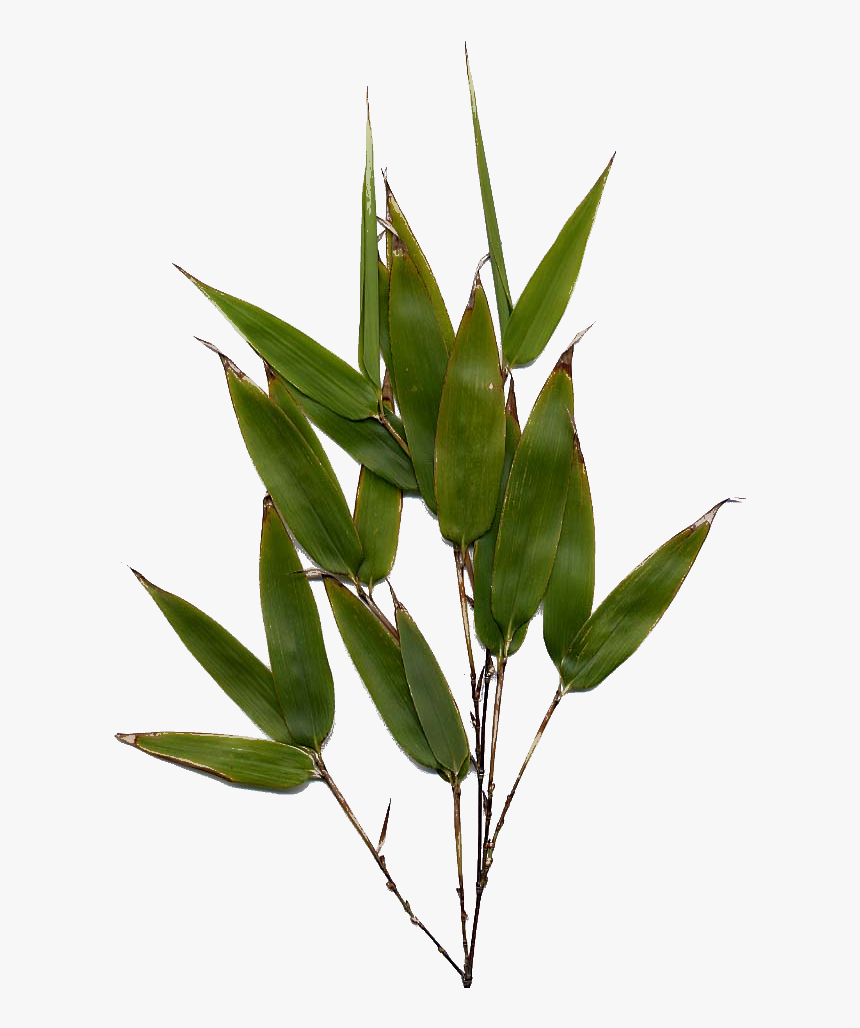 Bamboo Leaf Png Image - Phyllostachys Nigra Leaf, Transparent Png, Free Download