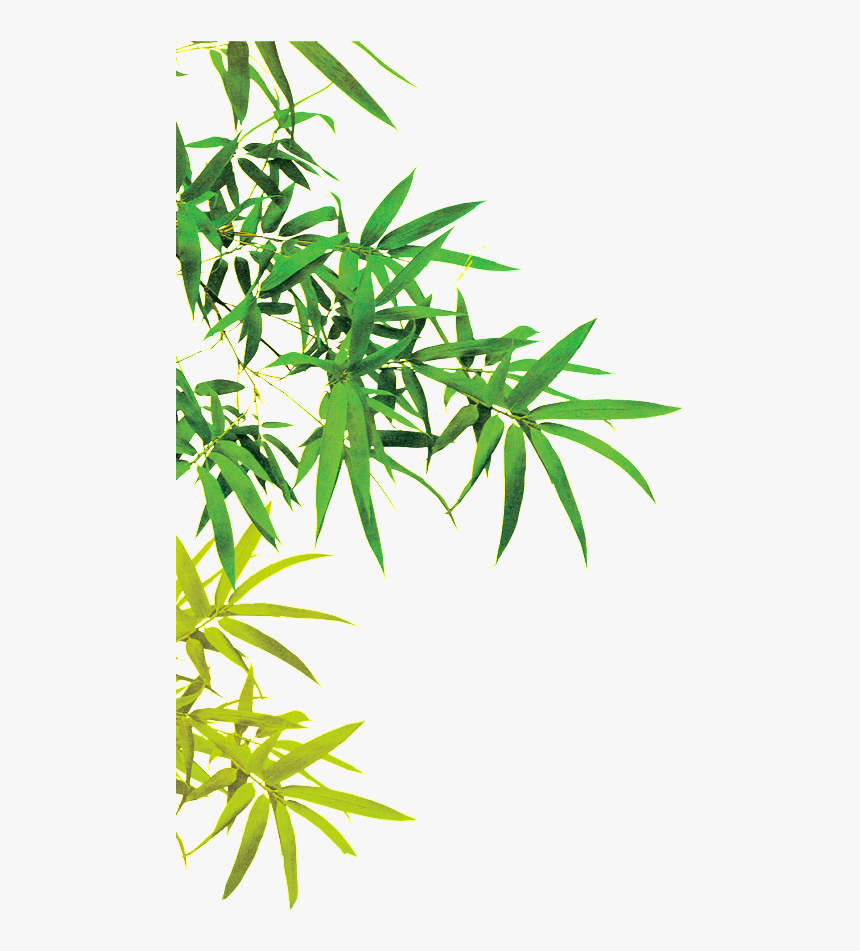 This Graphics Is Beautiful Picture Of Bamboo Leaves Bamboo Leaves Png Transparent Png Kindpng