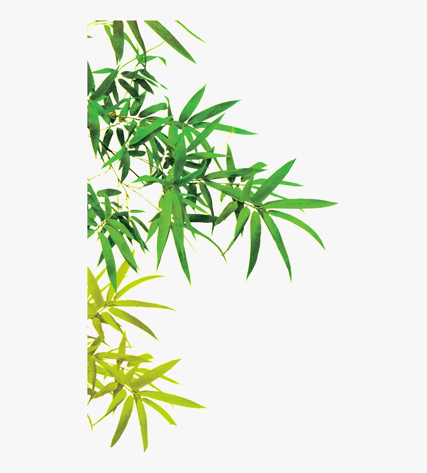 This Graphics Is Beautiful Picture Of Bamboo Leaves - Bamboo Leaves Png, Transparent Png, Free Download