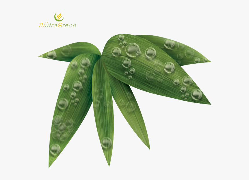 Bamboo Leaf Png Photos - Bamboo, Transparent Png, Free Download