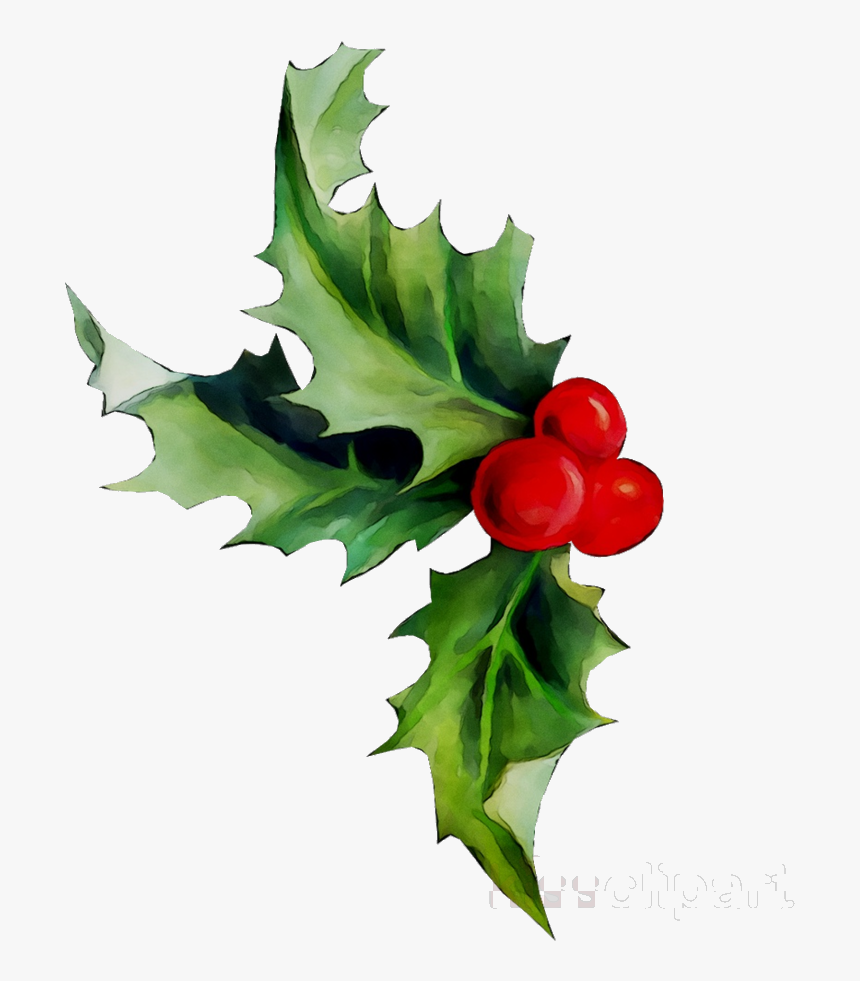 Holly Leaf Plant Flower Transparent Image Clipart Free, HD Png Download, Free Download