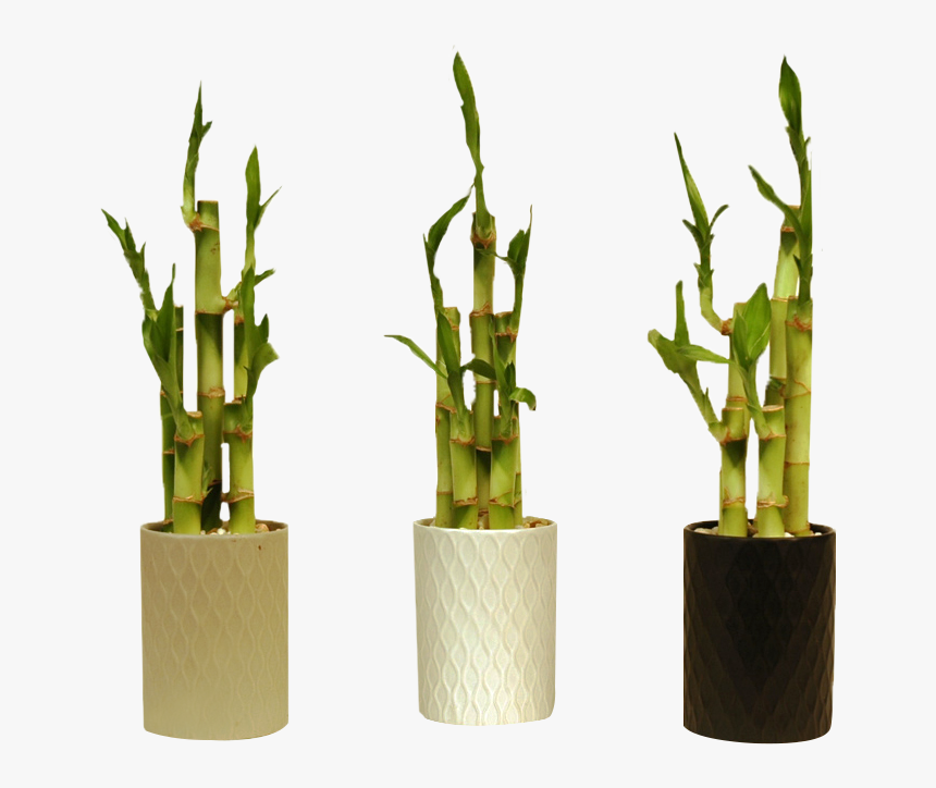 Pot Plant Png Bamboo, Transparent Png, Free Download