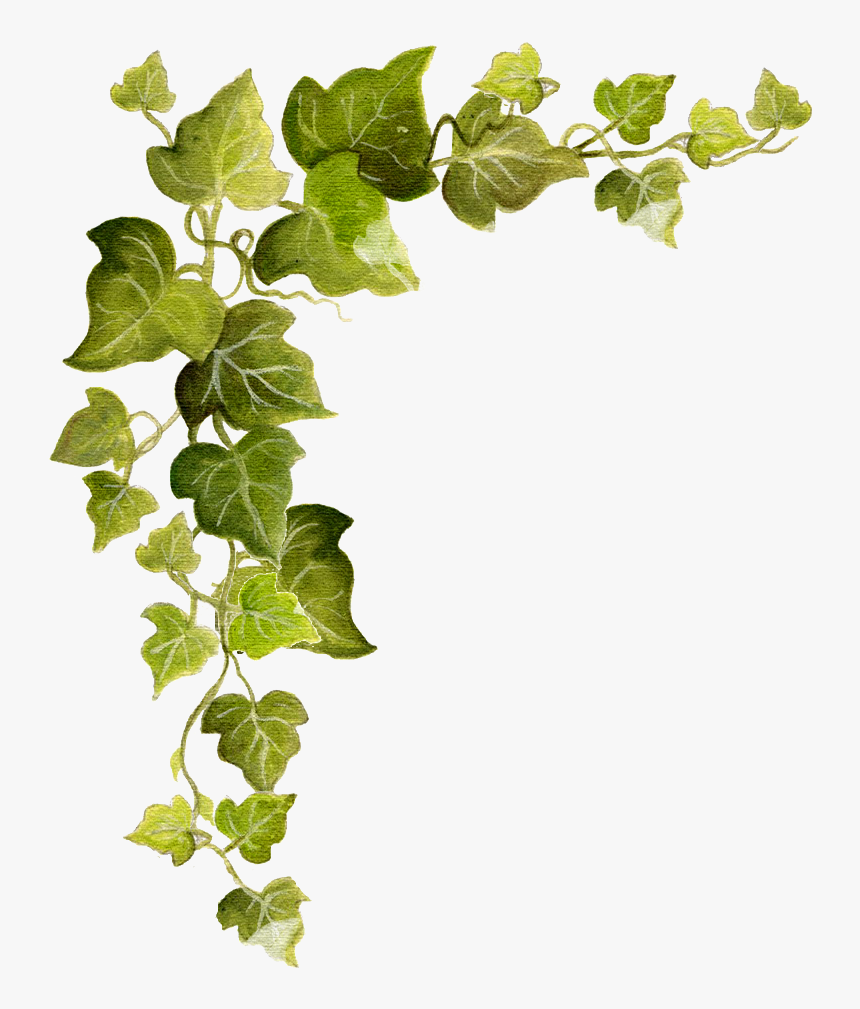 Common Ivy Vine Clip Art - Transparent Background Vines Clipart, HD Png Dow...