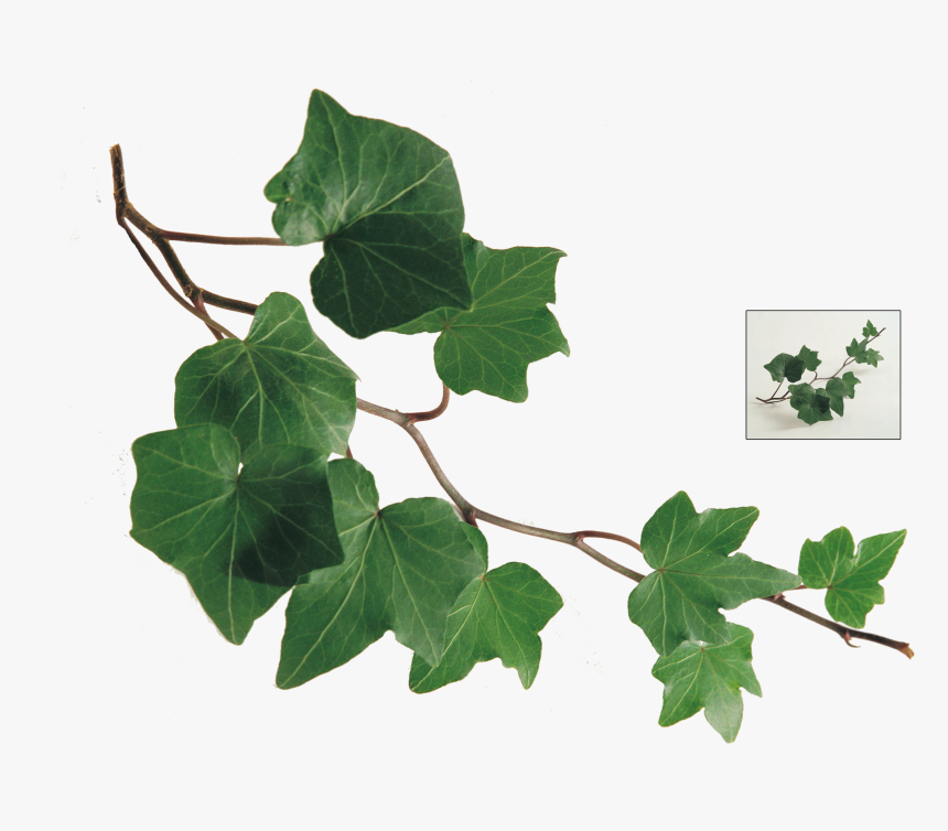 Common Ivy Leaf Plant Vine - Ivy Leaf Watercolor Png, Transparent Png, Free Download