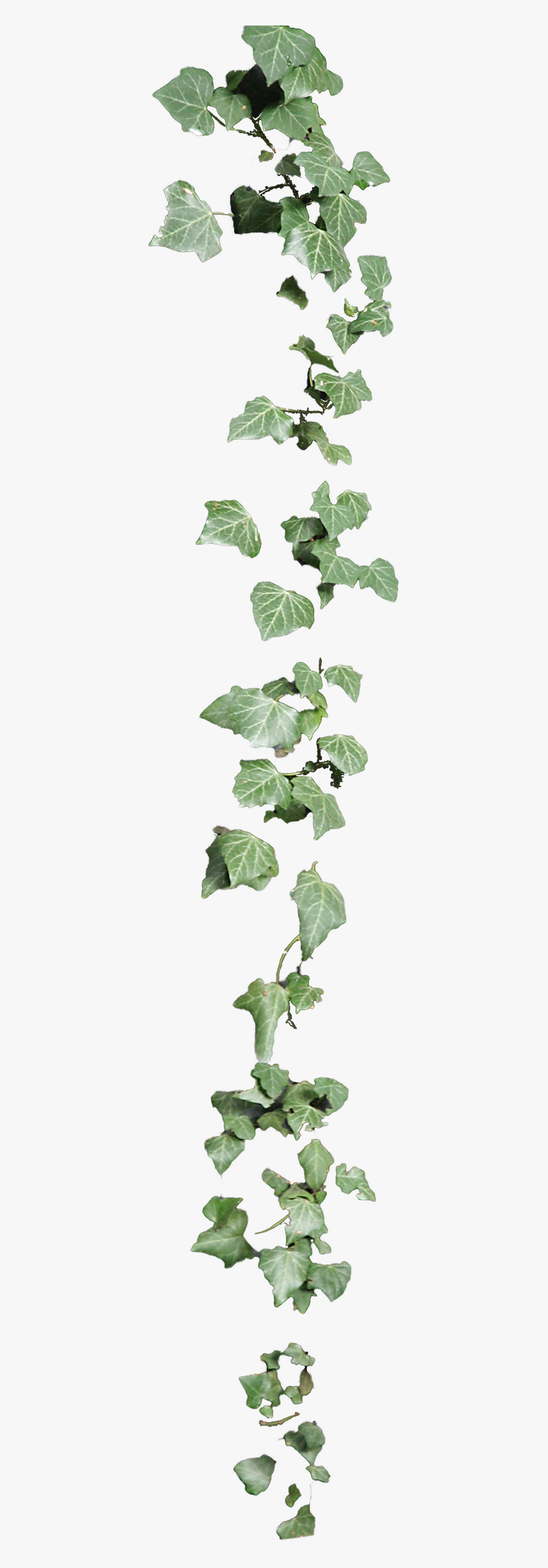 Hanging Plant Cut Out, HD Png Download, Free Download