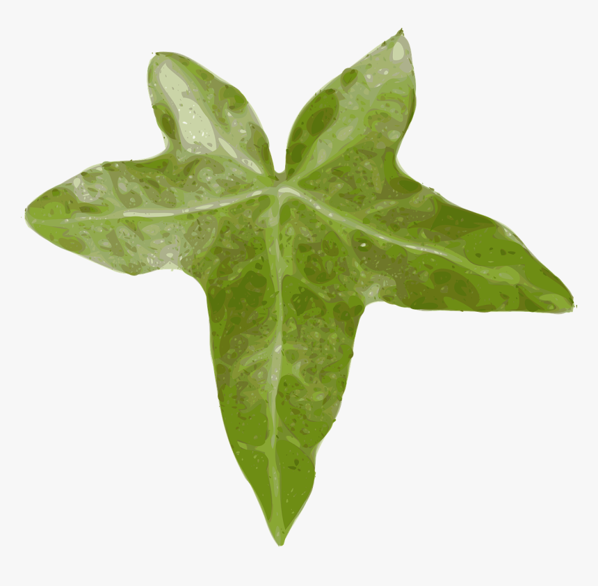 Ivy Family,plant,leaf - Ivy Leaf Clipart Png, Transparent Png, Free Download