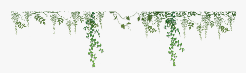 Ivy Vector Png - Vector Ivy Transparent Background, Png Download, Free Download