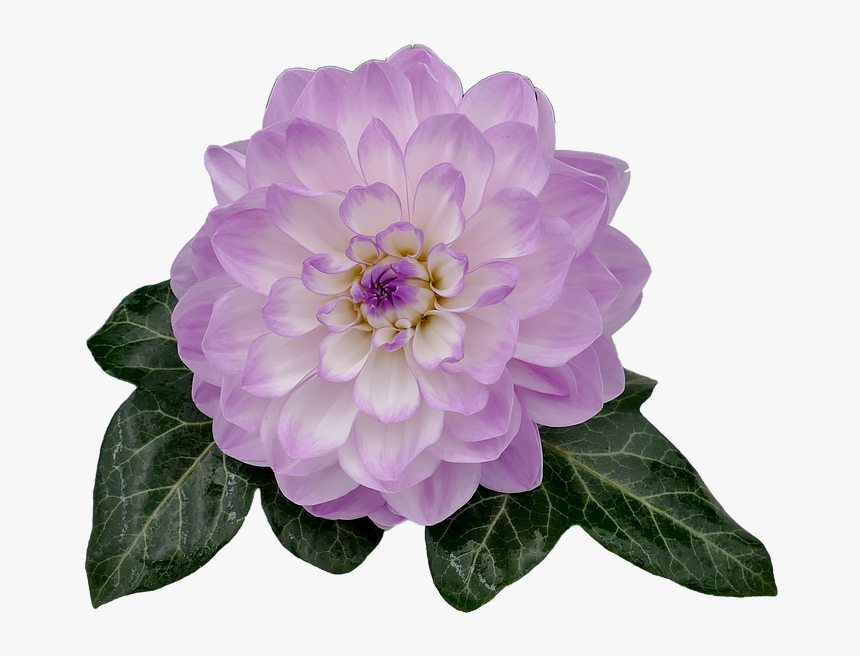 Dahlia, Dahlia Flower, White, Violet, Ivy, Ivy Leaf - Purple Dahlia Flower Png, Transparent Png, Free Download