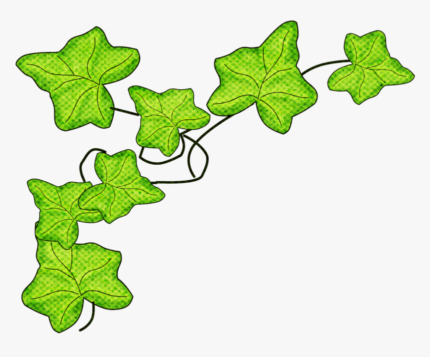 English Ivy Flower Art, Greenery, Ivy, Grass, Clip - Vigne Dessin Transparent, HD Png Download, Free Download