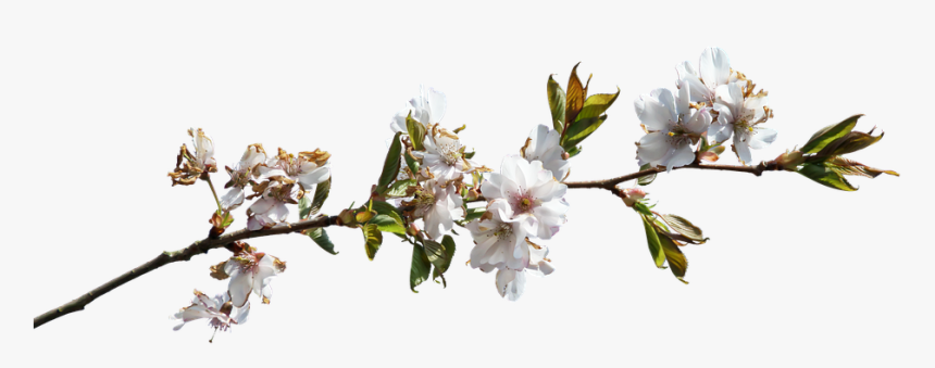 Flower Branch Png, Transparent Png, Free Download