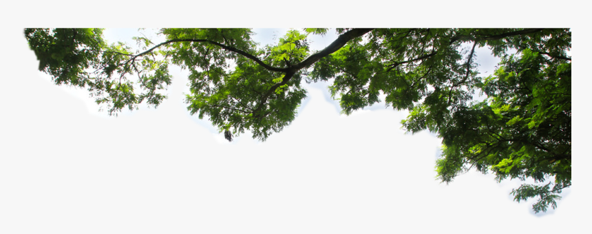 Fall Tree Branch Png - Tree Branches Leaves Png, Transparent Png - kindpng
