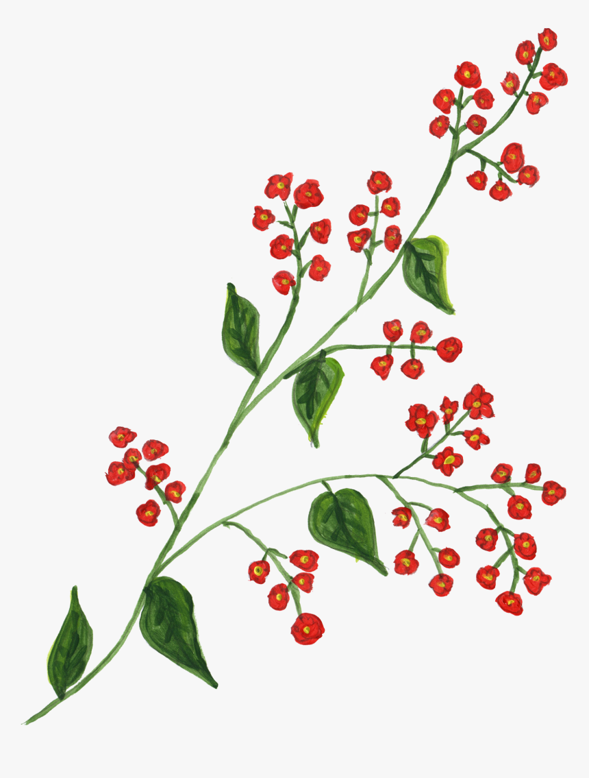 Berry Branch Png, Transparent Png, Free Download