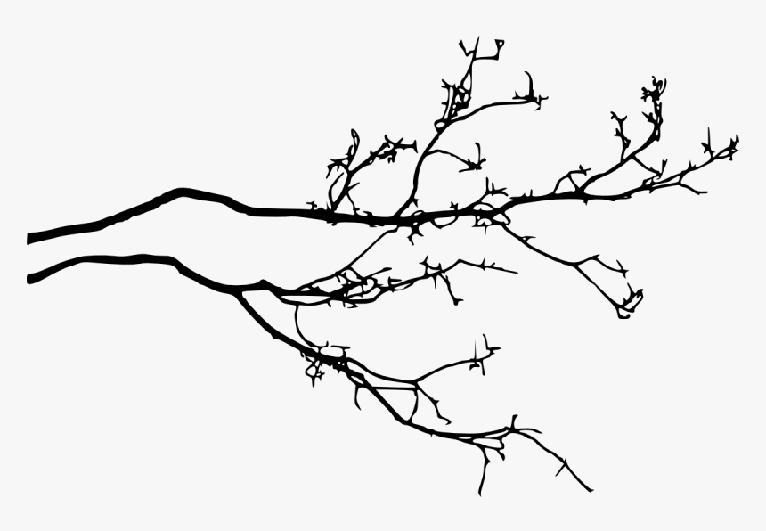 Transparent Branch Png - Transparent Tree Branches Png, Png Download, Free Download