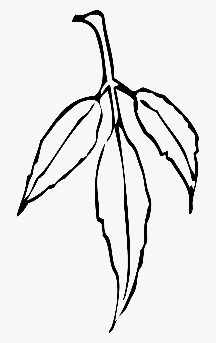 Leaves Plant Tree Branch Png Image - Neem Leaves Black And White, Transparent Png, Free Download