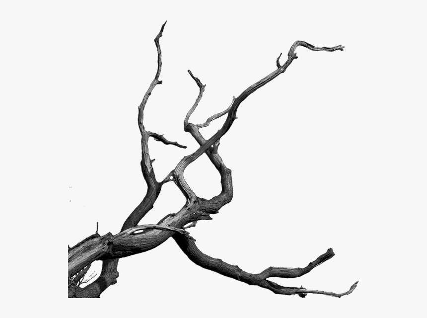 Dead Tree Cartoon - Bare Tree Branch Png, Transparent Png, Free Download