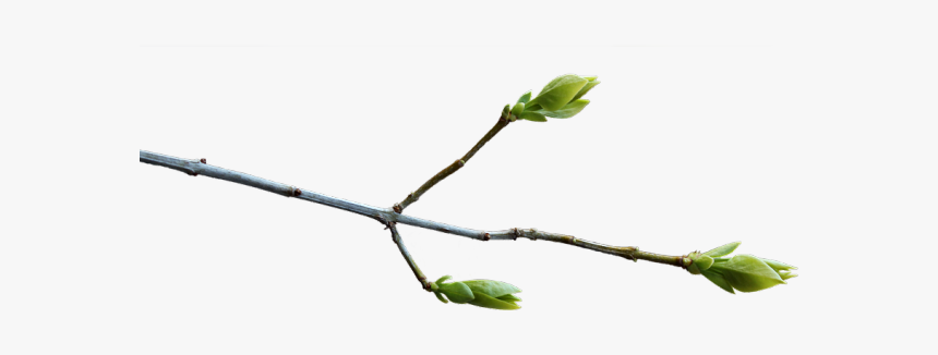 Branch Png Transparent Images - Transparent Branch, Png Download, Free Download