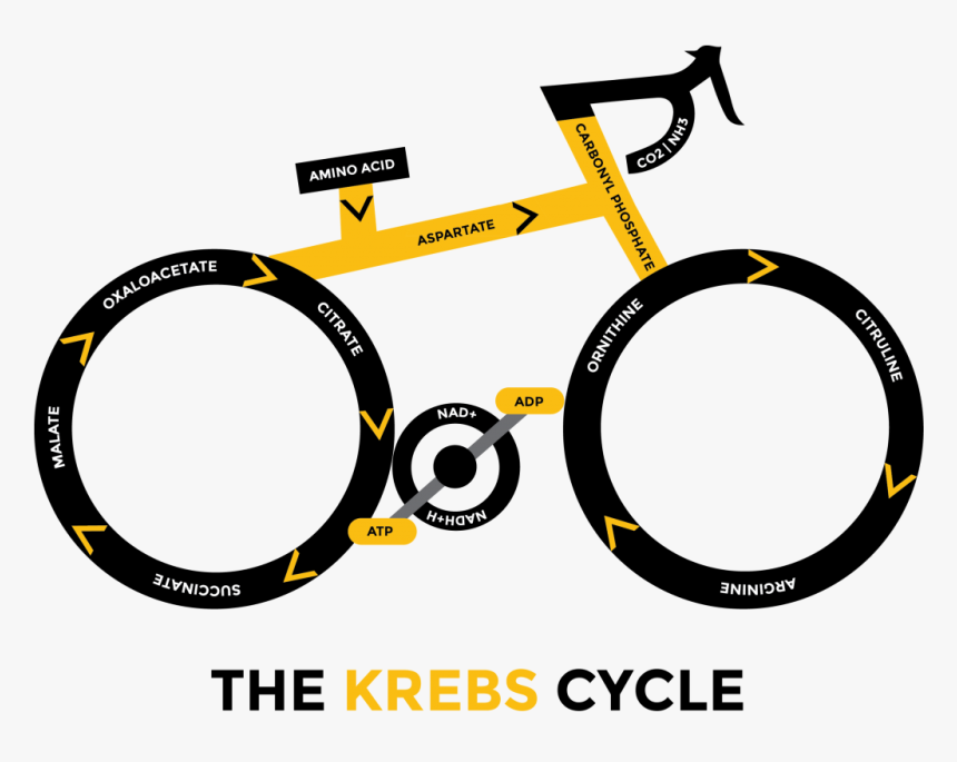 Cycle, Kill Cancer With Oxygen And Ketogenic Diet Health - Krebs Bicycle, HD Png Download, Free Download