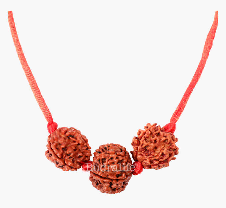 Rudraksha Saraswati Bandh A Rudraksha - Rudraksh Mala Png Hd, Transparent Png, Free Download