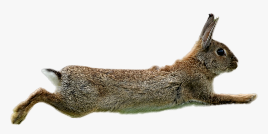 Rabbit Png Image - Rabbit On The Run, Transparent Png, Free Download