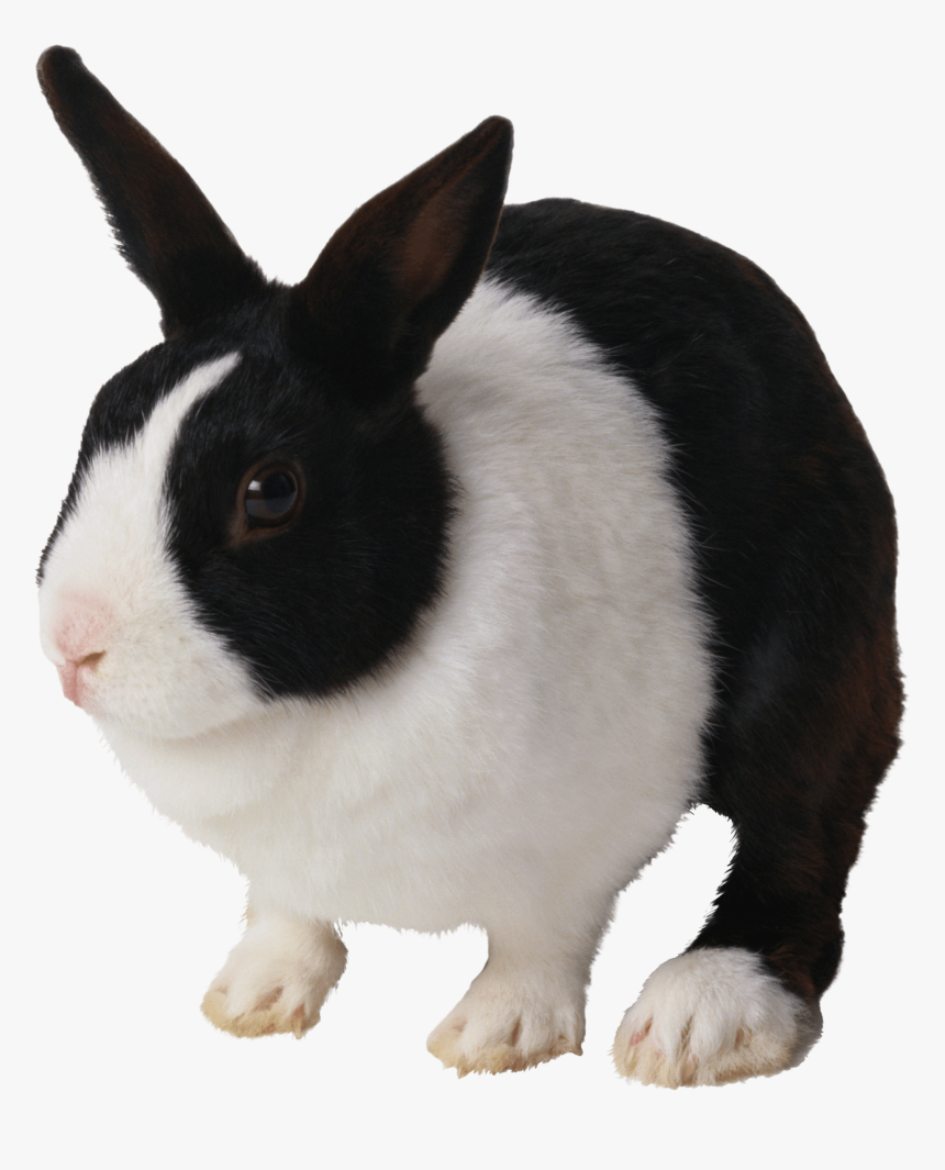 Black And White Rabbit Png Image - Black And White Rabbit Png, Transparent Png, Free Download