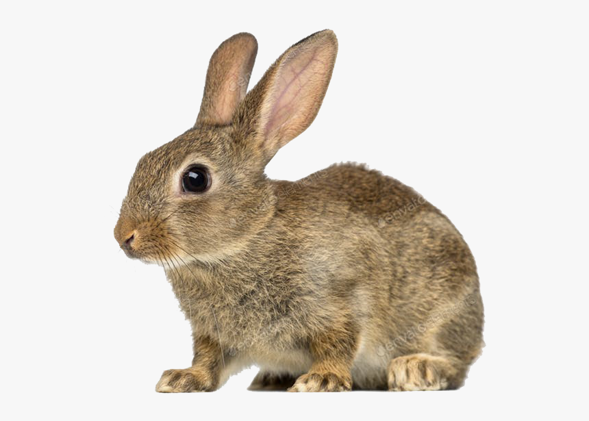 European Rabbit Png Image File - Rabbit With White Background, Transparent Png, Free Download