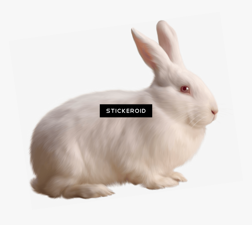 Rabbit Png Single - Domestic Rabbit, Transparent Png, Free Download