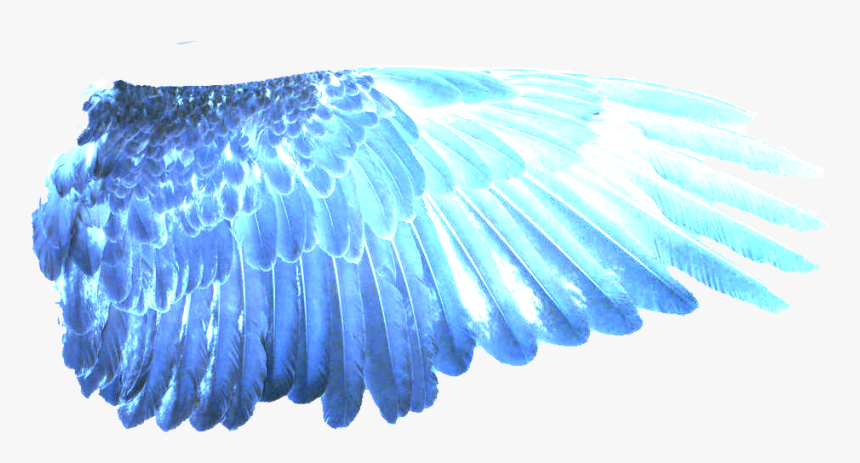 Transparent Eagle Wings Png - Blue Fire Wing Png, Png Download, Free Download