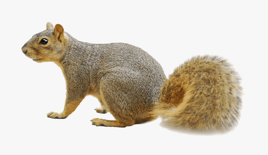 Squirrel Png, Transparent Png, Free Download