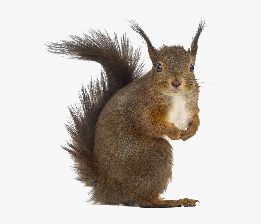 Squirrel Png Free Download - Squirrel Png, Transparent Png, Free Download