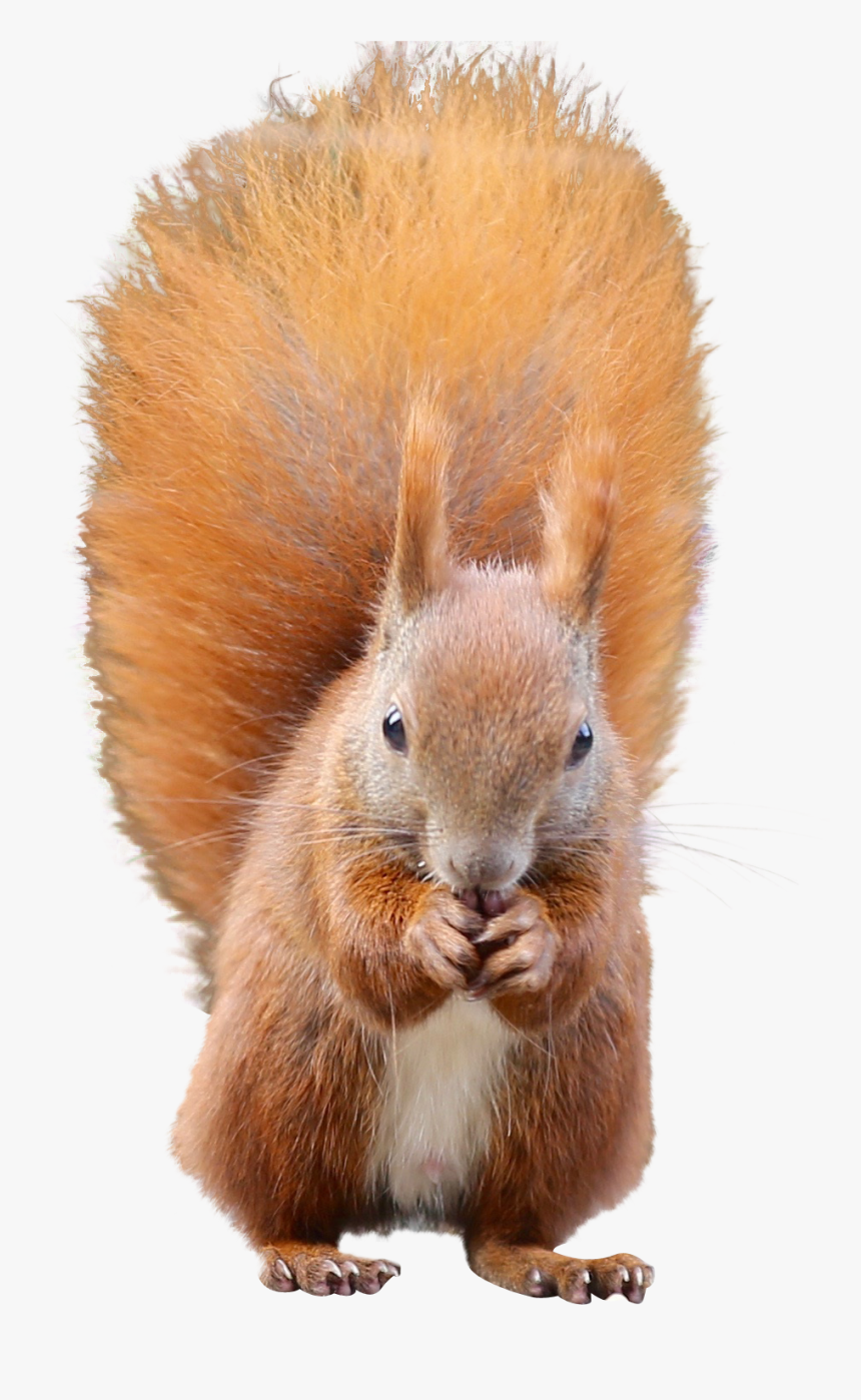 Squirrel Png Image - Red Squirrel Png, Transparent Png, Free Download