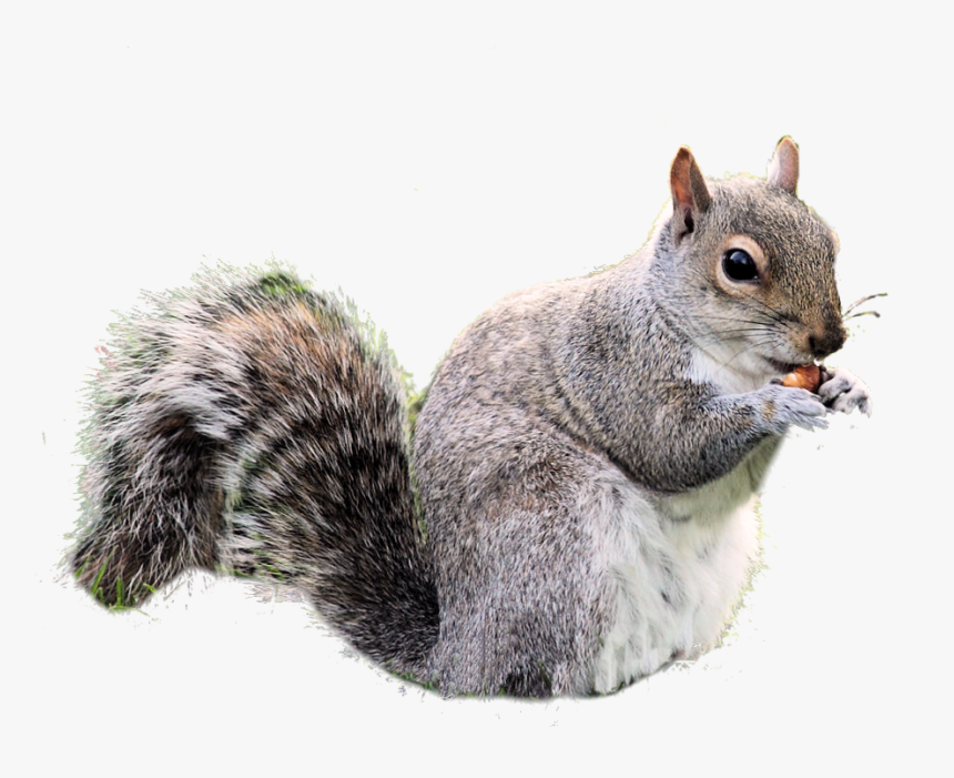 Squirrel Png - Transparent Background Squirrel Clipart, Png Download, Free Download