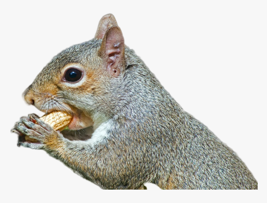 Squirrel Png Image - Eastern Gray Squirrel Png, Transparent Png, Free Download